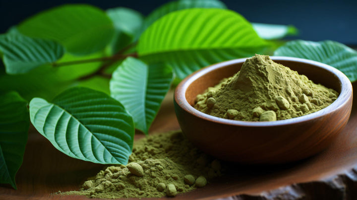 What Is Mitragyna Speciosa? A Beginner’s Guide to Kratom